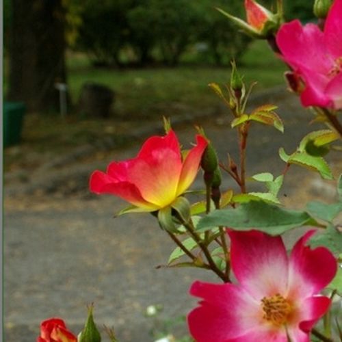 Rosa Coctail® - roșu - galben - Trandafir copac cu trunchi înalt - cu flori mărunți - coroană tufiș